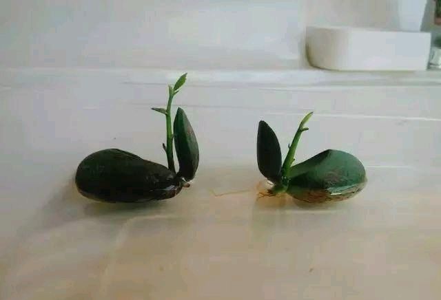 放进■我在路上捡起一座松塔,不小心把它放进了花盆里。太神奇了