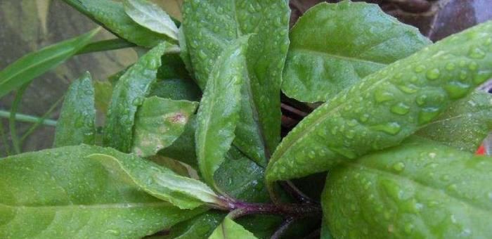 「功效」这东西,人称“降压草”,是高血压克星,河边就有,遇见带走!