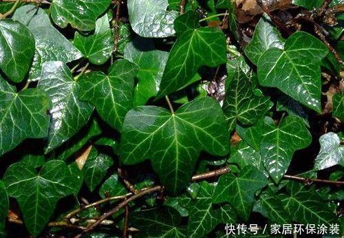  「中华常春」12种常春藤，每种都这么美，必须养一盆！