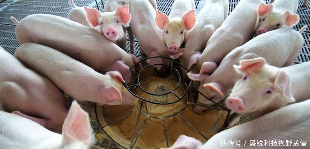  殖行业：未来5年，农民养殖什么最赚钱不是养猪，也不是养鸡！