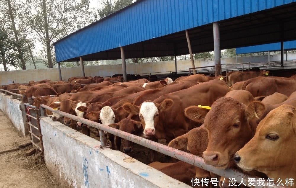  #养殖场#国家鼓励养殖，但这3个地方建养殖场将被“一刀拆除”，