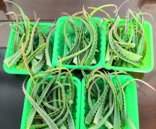  值钱■芦荟不值钱，养成“老桩”很稀罕，叶子胶质多，越老越值钱