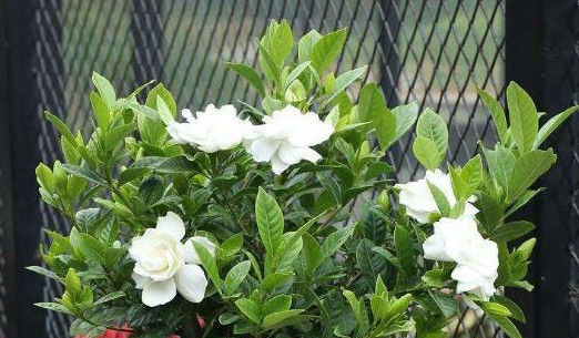  爆满■养栀子花、茉莉花这点最关键，不黄叶掉叶，开花多又香，爆满盆！