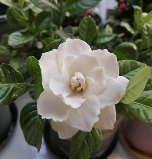  [技巧]栀子花怎么扦插？技巧在于这1步，20天长根，当年能开花