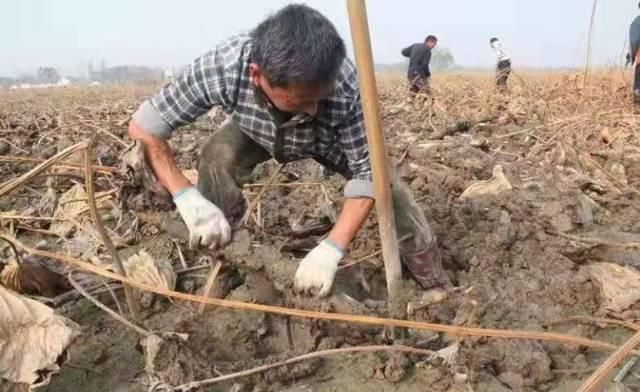  莲藕：亩产6000斤，市场一斤卖4元，6700万斤滞销，菜农急得到处