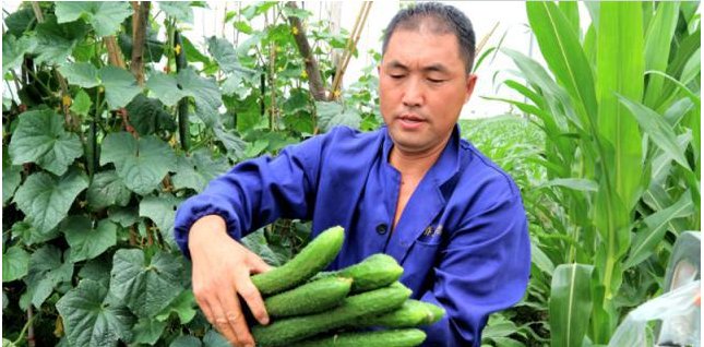 [猪肉]未来几年，农村这些行业将兴起，做好比打工强