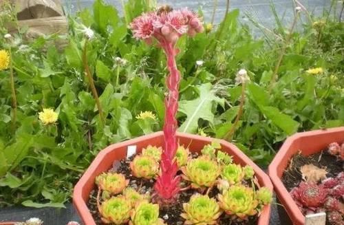  [花友们]花箭不能留！开花就会死的多肉，你家有吗？
