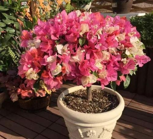  三角梅：小露台养上“1种花”，全年花朵“爆不停”，活像个小花园，真美