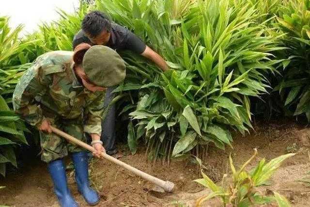 这种野味，可以卖到50元一斤 竟发现商机开始人工种植