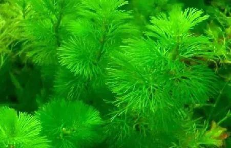  一大■比铜钱草好看的花，7天爆满一大缸，多到家里堆不下