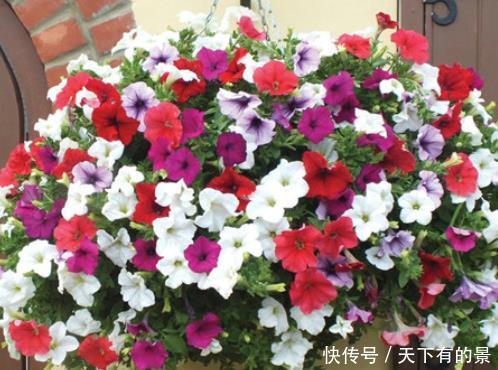  「随便」随便掐个枝就活的4种花，天热不影响生根，一不小心“撑”破盆