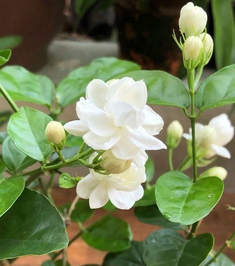  扦插：哪个季节扦插茉莉花最好？不早不晚就现在，剪根枝条就成活