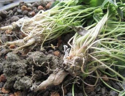 『潮湿』在潮湿的墙壁上,有1种野生的“杂草”珍贵,根茎黄白色,奇特
