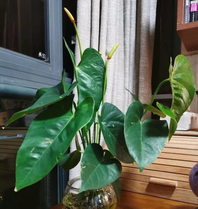  『以水培』春天就养的“5种花”,好养又漂亮,沾土就活,给点水就开花不断!