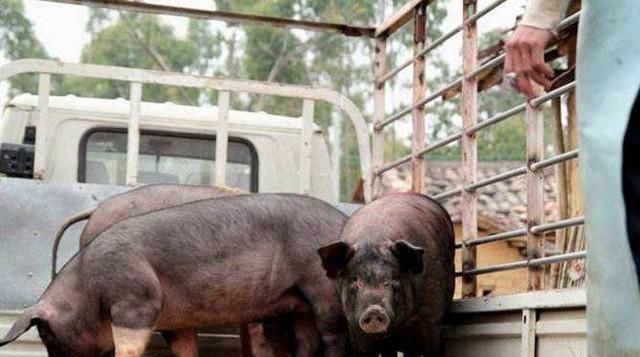  懂得■养猪人说“七分养三分卖”，懂得这4个规律，让猪卖个好价钱