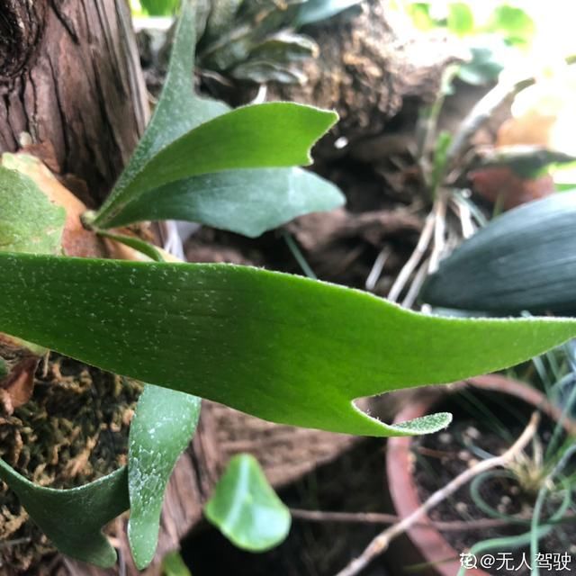 「蕨类植物」聪明人爱养的耐阴花,高贵不俗气,叶子长得跟油画似的
