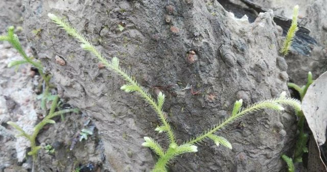  [接骨草]它便是珍贵的“筋骨草”，山里见到，请别采摘，目前野