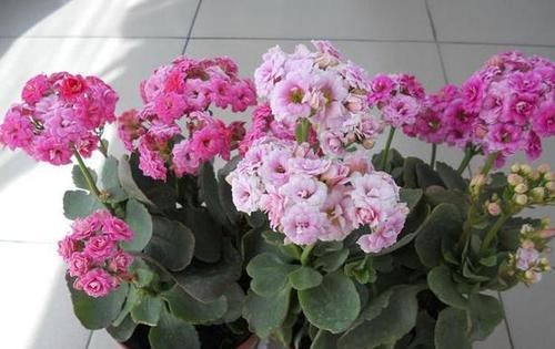  【长寿花养成】如何养护长寿花盆栽能开花多？将枝干剪一剪，老桩照样多开花