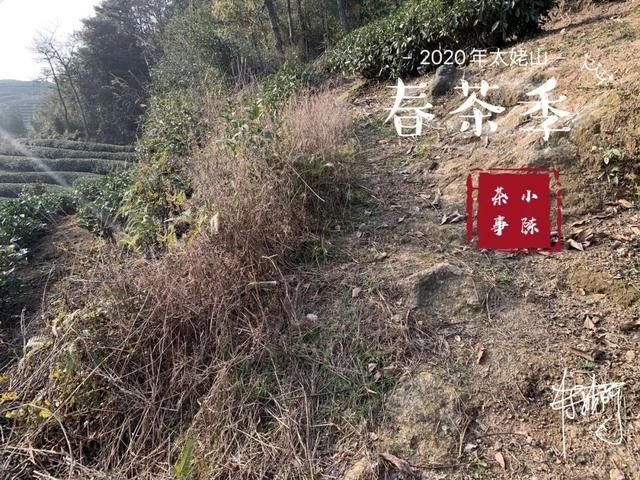  【S师傅】2020春茶笔记第八篇，从2016到2020年，看茶山茶农们的笑脸变化