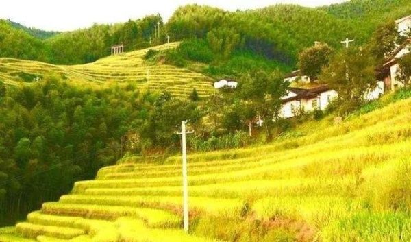 秋收崇义｜金秋奇观 上堡梯田