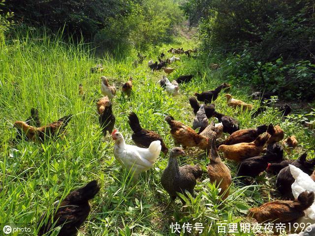  #利润#土鸡利润那么高，很多养殖户还是亏损！主要原因有两个方