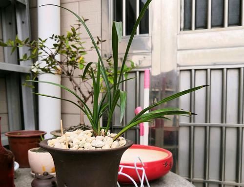  「不难」兰花的根部发白霉，叶片发黑变黄怎么办？服盆有小诀窍，不难