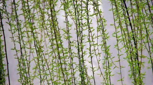  「疏松透气」花盆里面埋泡沫，养花二十年，从来不烂根，兰花一样呼呼开