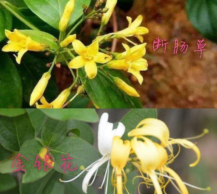  乃是：这个草乃是“断肠草”有剧毒，方圆10米内的植物别吃，注意辨别！