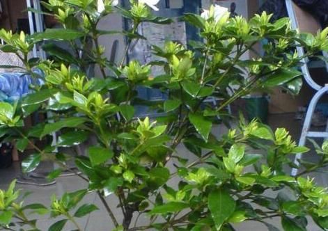  「持土壤的酸性」10天给栀子花滴“3滴它”，新芽多，叶子绿，还多开花