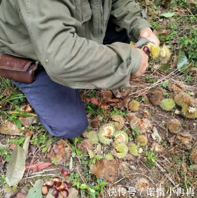 大叔后山剪野果，农村满地都是，城里卖得很贵