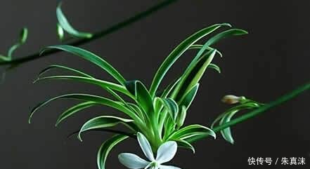  吊兰叶子：让吊兰疯狂抽藤开花，给你说个小方法