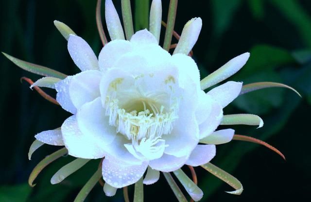  「植物」新手最适合养“4种花”，开花美又好养护，让你家阳台四季绚烂