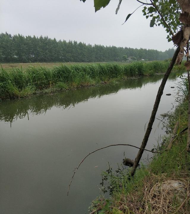 稀巧:正午口稀巧换点,又遇电网肆虐抢鱼忙