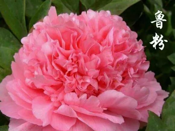  『牡丹』芍药和牡丹的区别图,看懂图就能轻松区分出来!