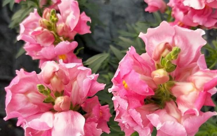  #旺宅#家养“4种花”，招财、旺宅好兆头，财源滚滚来，还很好养！