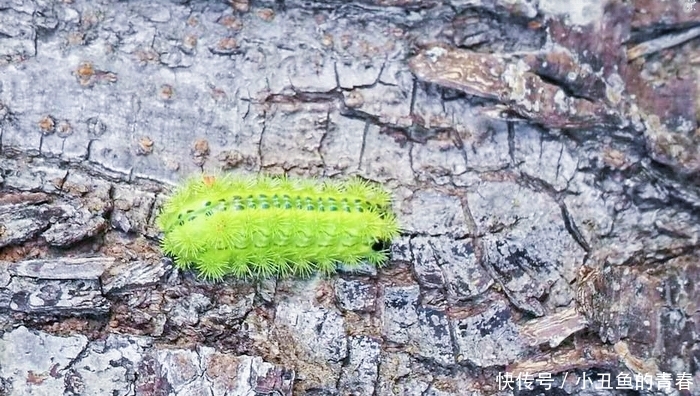 被“洋辣子”蜇了怎么办？老农：别着急，解药就在它身上