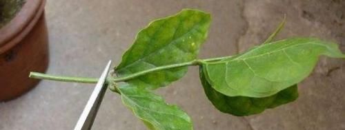  枝条：茉莉花枝条扦插，方法就这么简单，一个月就生根