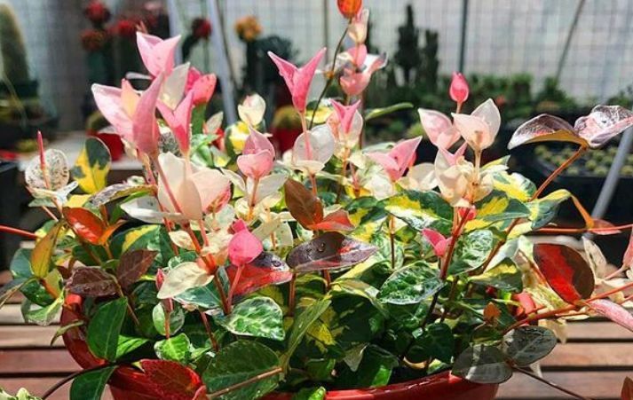  『阳光』3种花耐阴耐寒,没有阳光才能长好,叶片比花美,一养就上瘾