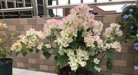  「停歇」2种“开花机器”，一年300多天不停歇，养2盆，天天有花看，值！