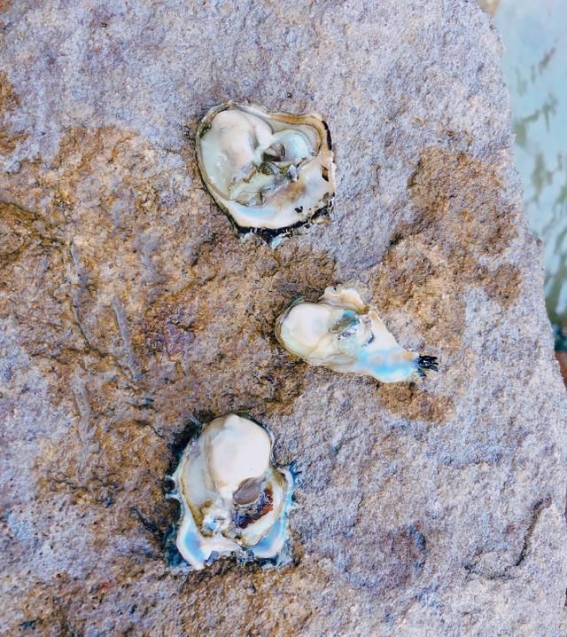 比三亚人少，比青岛消费低!这个高铁直达的小众海岛，景美海鲜多