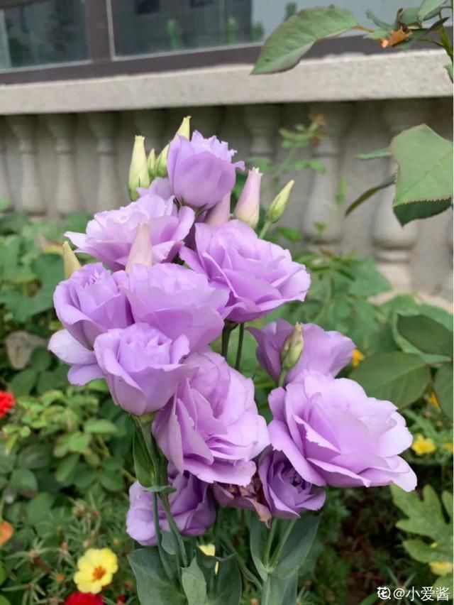 开出漂亮■阳春三月,出门踏青,原来有这么多漂亮花!