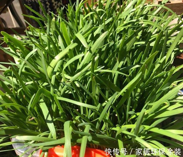 【旺盛】3月4月种“盆栽韭菜”,掌握2个技巧,生长旺盛,采收好多茬