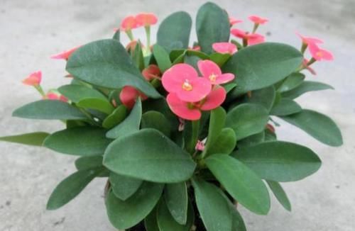  『家里』这种植物好活易养还有观赏性，把它养在家里，比养绿萝好多了