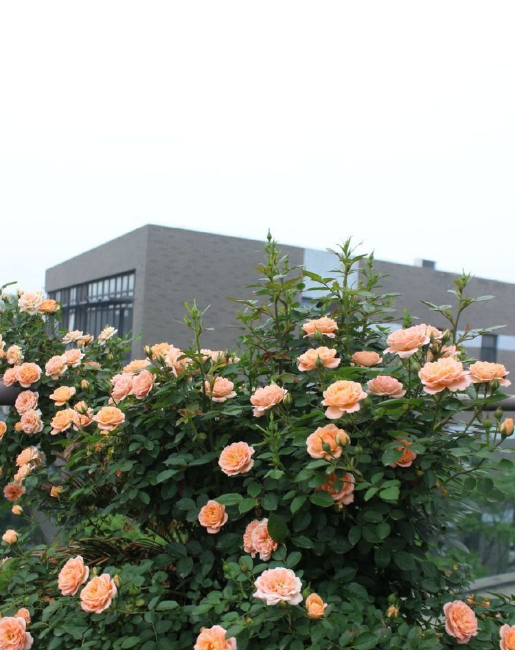 #绚丽多姿#这些花朵适合新手养,堪称花界“劳模”,花期长花色艳,绚丽多姿