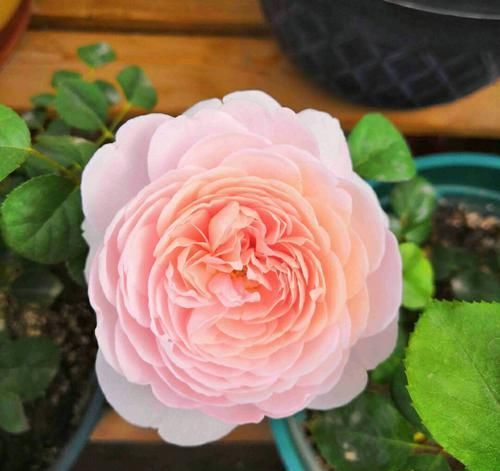  「营养」月季扦插的弱苗怎样养壮实？营养是关键，光照不能少，养根是基本