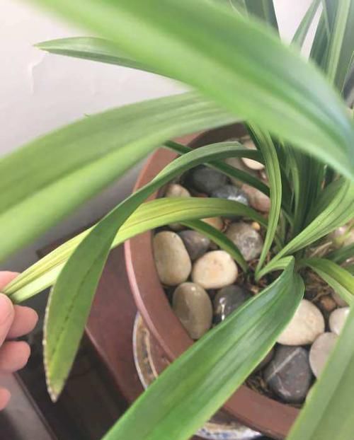 『把鹅卵石』上盆的兰花一个星期就黄叶,是正常退草还是腐烂,怪鹅卵石吗?