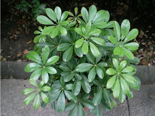  [家里]3种花“细菌”不喜欢，家里养1盆，空气清新，花友一养就是9盆