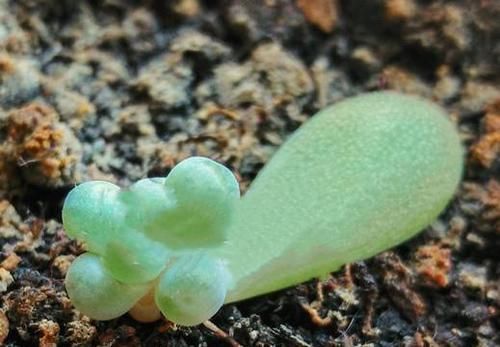 环境通风@多肉叶插我一次都不成功，多肉叶插怎样提高出芽生根率？