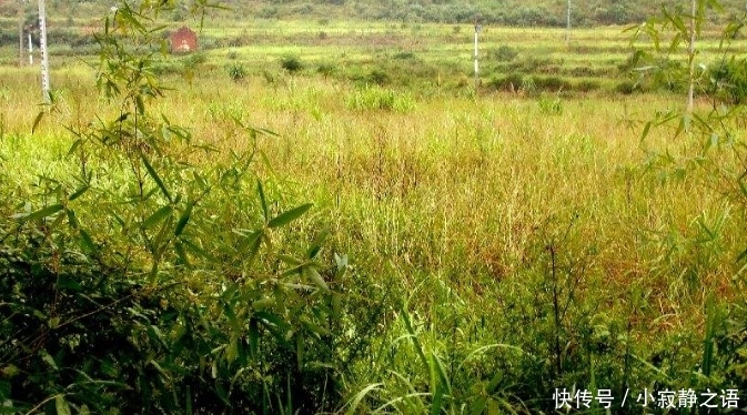 袁隆平：粮食靠进口，农民却不种地，人家不卖给我们粮食就麻烦了