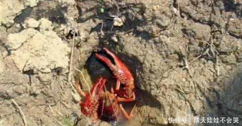 当年好奇放生5只小龙虾，如今泛滥成灾酿大祸！